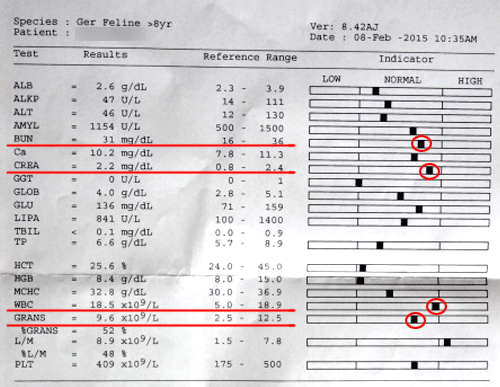 猫の慢性腎不全 血液検査数値2
