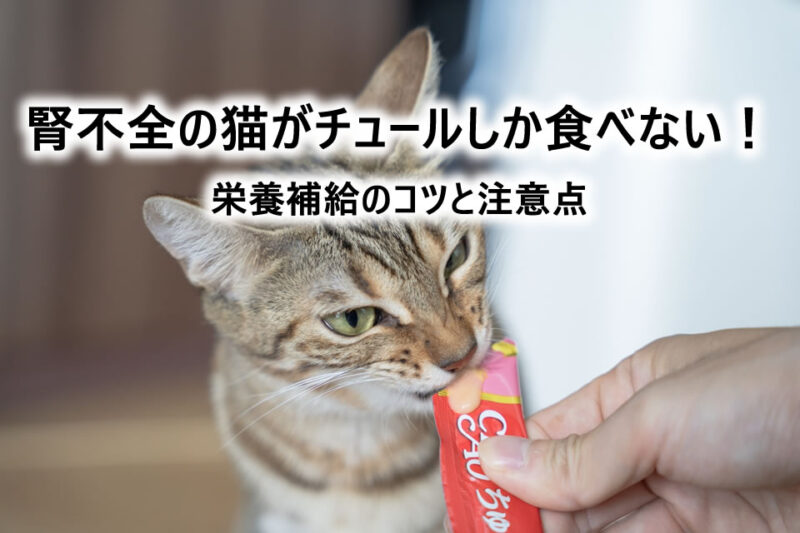 腎不全の猫がチュールしか食べない時の対処法！栄養補給のコツと注意点